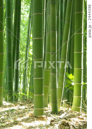 京都嵯峨野の竹林 2444396