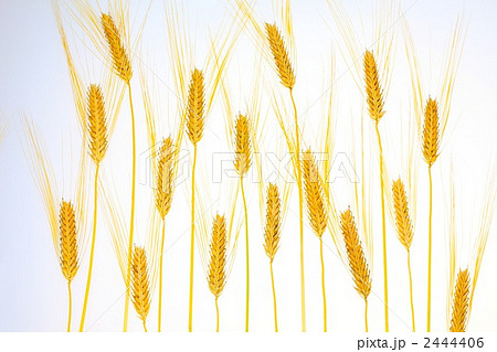 麦の穂 2444406