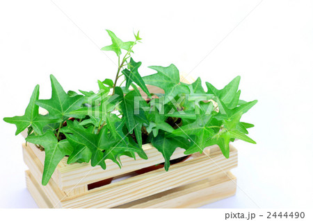 アイビー 2444490