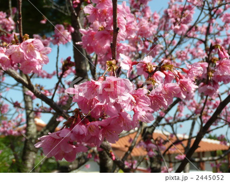 プルヌス・カンパヌラタ(緋寒桜) プルヌス・カンパヌラタ(緋寒桜) 2445052