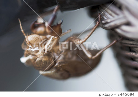 せみのぬけがら せみのぬけがら 2445094