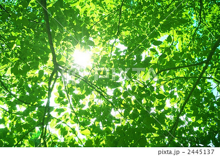 森の青葉と陽射しの写真素材