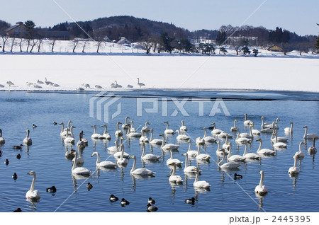 白鳥の群れ 白鳥の群れ 2445395