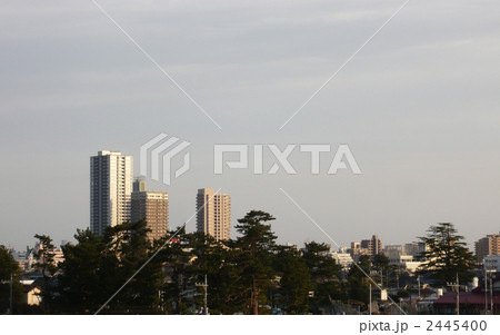 市川市の風景（菅野・八幡の黒松） 2445400