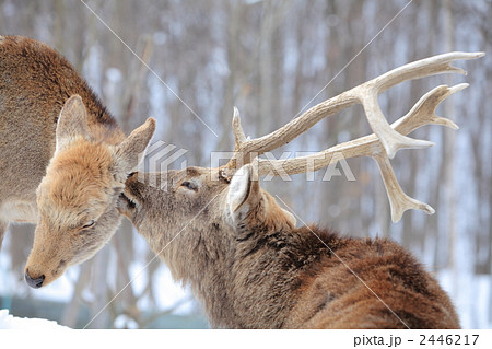 エゾシカ 2446217