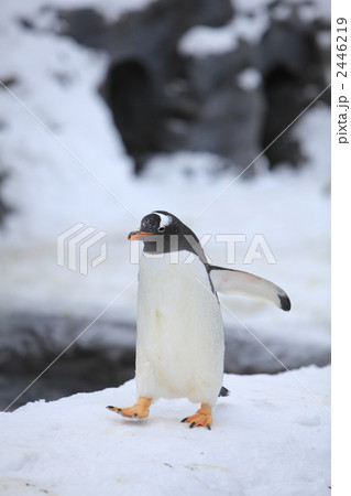 ペンギン 2446219