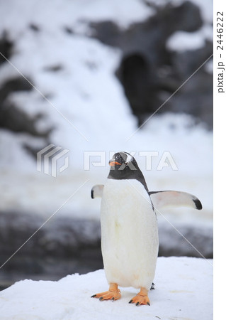 ペンギン ペンギン 2446222