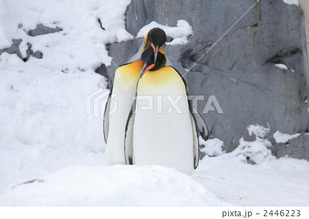 ペンギン 2446223