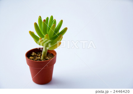 多肉植物　乙女心 2446420