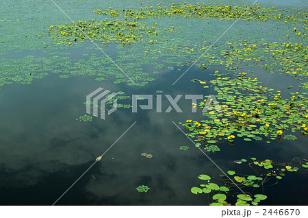 水辺の夏 2446670