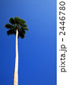パームツリー 2446780