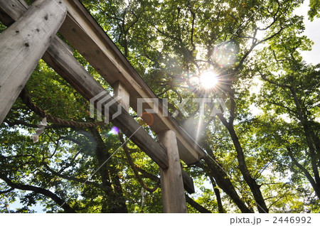 木漏れ日 2446992