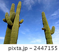サボテン 2447155