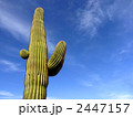 サボテン 2447157