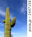 サボテン 2447158