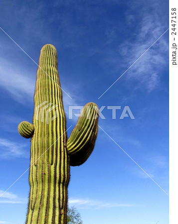 サボテン サボテン 2447158