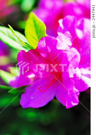 ツツジ 2447441