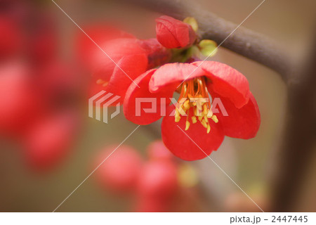 木瓜の花 2447445