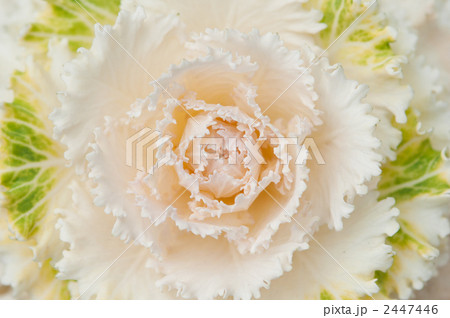 葉牡丹の中心 2447446