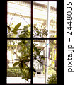 窓辺 2448035