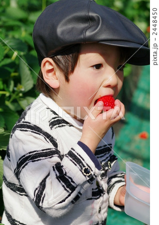 いちご狩り 2448450