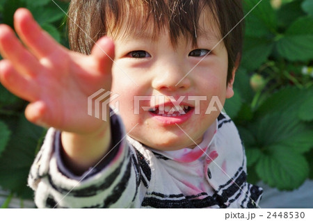 いちご狩り 2448530