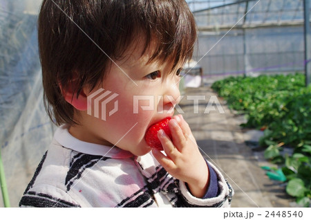 いちご狩り 2448540