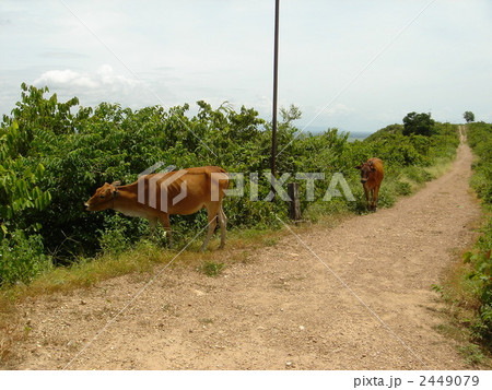 カンボジアの田舎の道端を散歩する牛 カンボジアの田舎の道端を散歩する牛 2449079