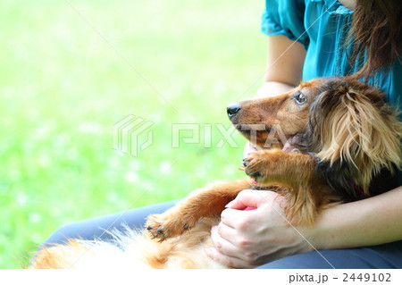 ミニチュアダックスを抱っこする女性 2449102