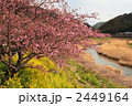 みなみの桜と菜の花まつり１ 2449164
