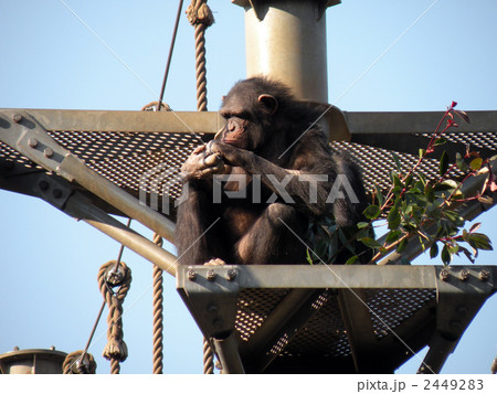 チンパンジー チンパンジー 2449283