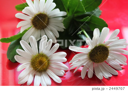 浜菊 浜菊 2449707