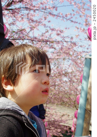 桜と子供 桜と子供 2450020
