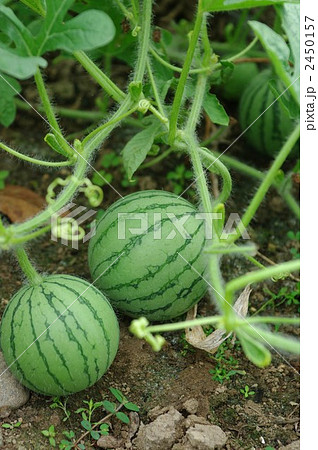 スイカ 2450157