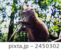 2450302