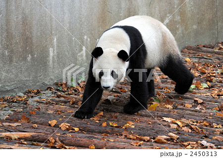 パンダ 中国成都の研究基地にて(撮影可能な一般施設撮影可能) パンダ 中国成都の研究基地にて(撮影可能な一般施設撮影可能) 2450313