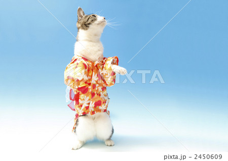 浴衣姿の猫 2450609
