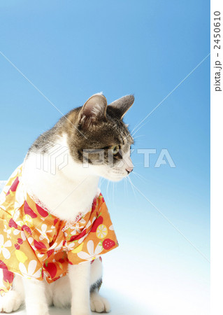 浴衣姿の猫 2450610