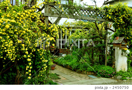 モッコウ薔薇のアーチのある家 2450750