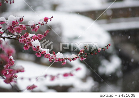 雪と梅 2451009