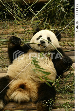 パンダ 1頭 仰向けの写真素材 [2451155] - PIXTA