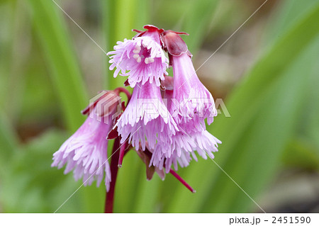 イワカガミ イワカガミ 2451590