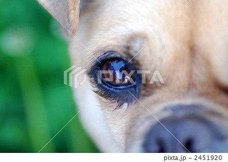 パグのミックス犬の写真素材