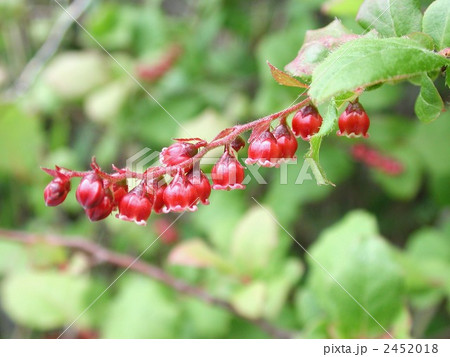 ナツハゼの花 2452018