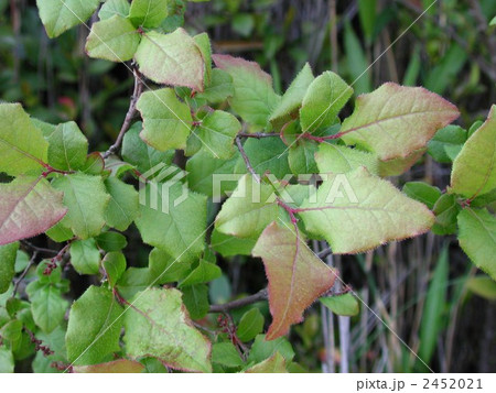 ナツハゼの葉 2452021