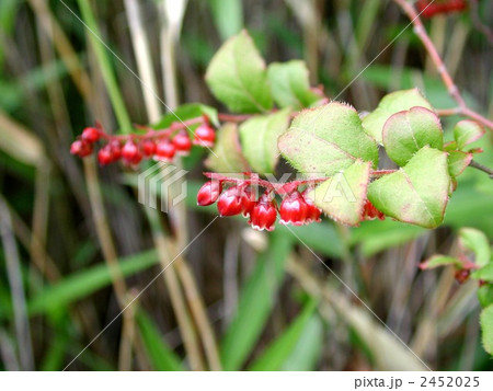 ナツハゼの花 2452025