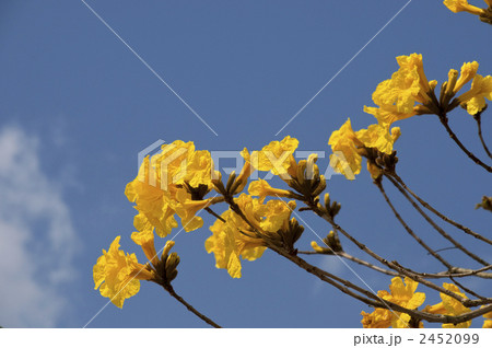 イッペーの花 イッペーの花 2452099