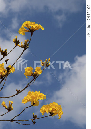 イッペーの花 2452100