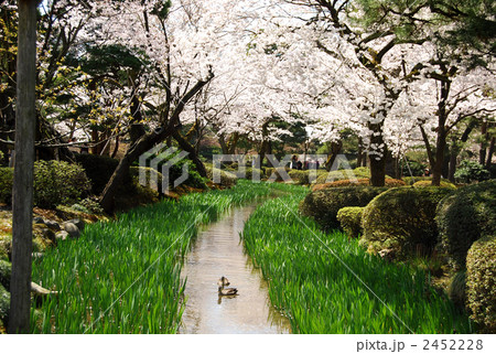春の兼六園 2452228