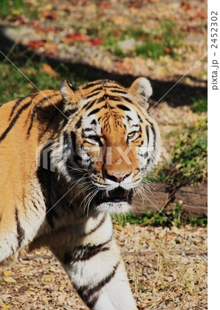 天王寺動物園の虎 天王寺動物園の虎 2452302